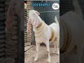 Allah hu bakrid