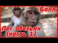 Сказочное БАЛИ - лес обезьян в Убуде: ТОП место на Бали. Цены на отель в Убуде | #13