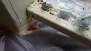 Lead-Safe Work Practices - Wet Scraping