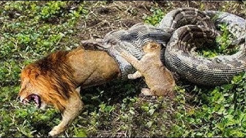 Python is too aggressive   Big Cat Can