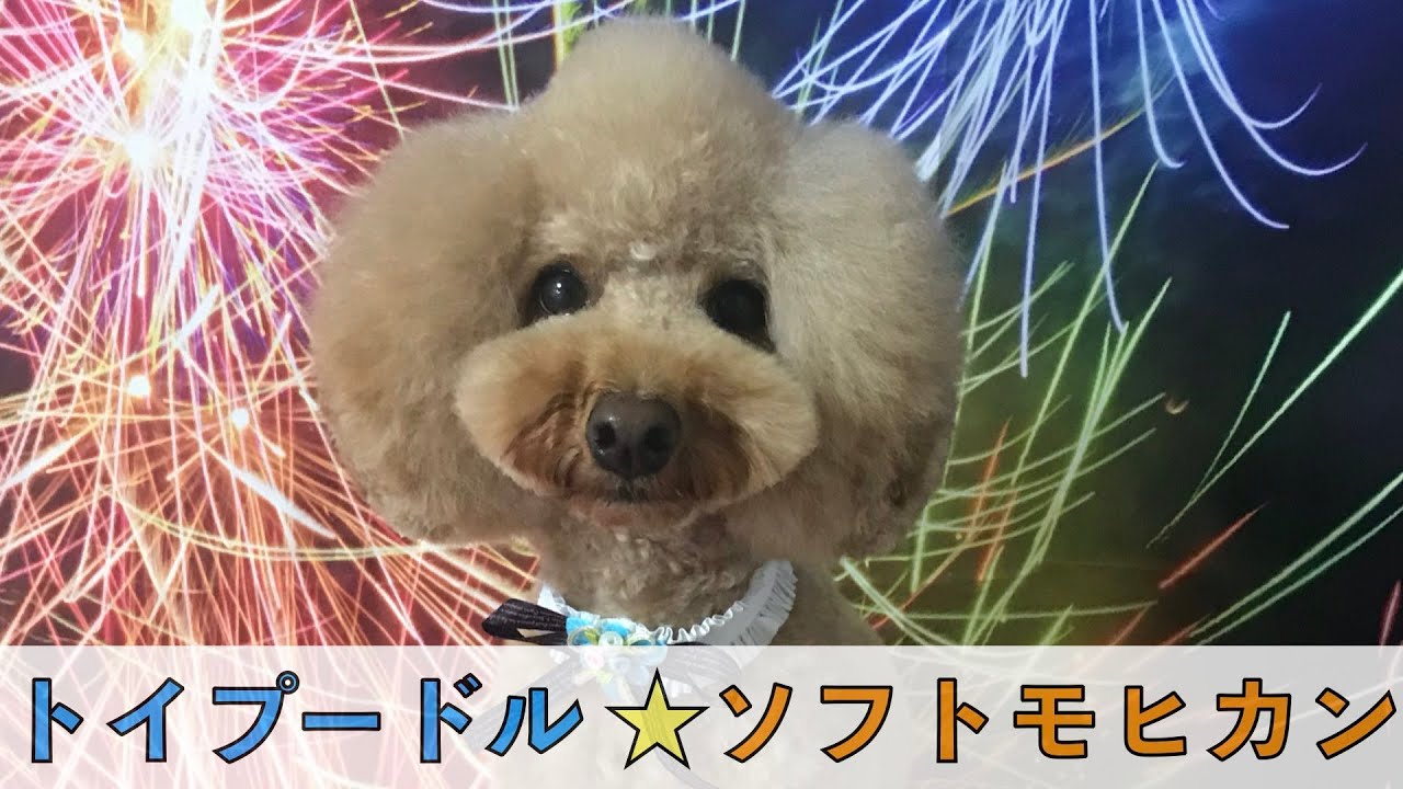 デザインカット トイプードルをソフトモヒカンにしてやったぜぇ ワイルドだろぉー Youtube デザインカット トイプードルをソフトモヒカンにしてやったぜぇ ワイルドだろぉー Youtube