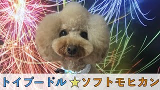 デザインカット トイプードルをソフトモヒカンにしてやったぜぇ ワイルドだろぉー Youtube