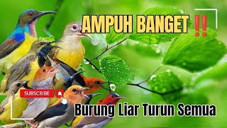 Download Lagu Satu Putaran Langsung Ramai! Suara Pikat Burung Kecil Paling Dasyat 2025. MP3