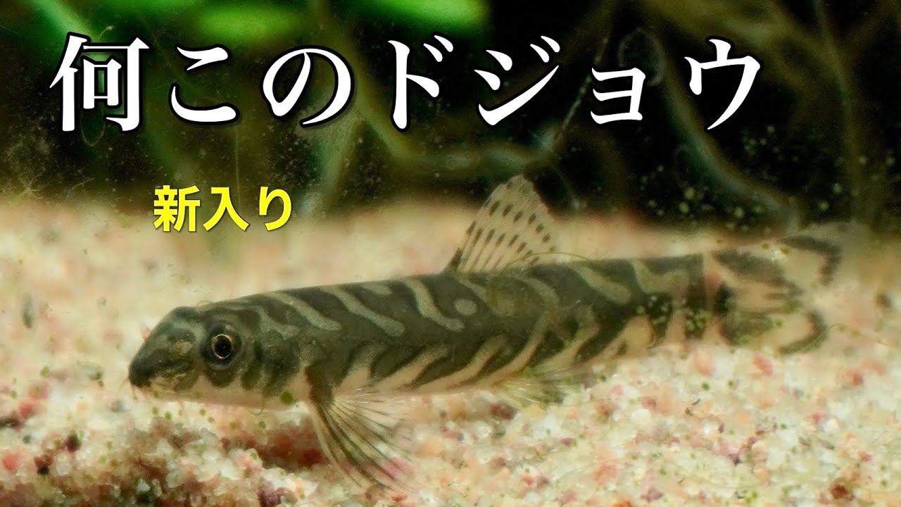 Have you ever seen a loach with a pattern like this? [Aquarium