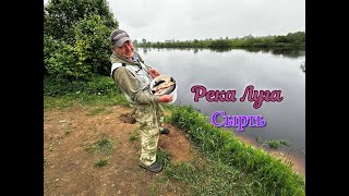 Сырть на реке Луга в конце Мая. Остались очень довольны, рыба нас дождалась #рыбалка #реки #сырть