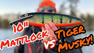 YOU GOTTA SEE this TIGER MUSKY!!! Nov.3/23 vlog
