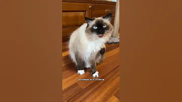 Как выбрать имя для котенка