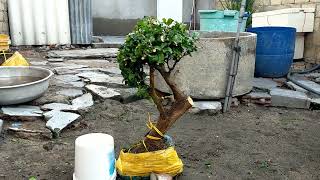 Quýt Rừng 10:300k LH 0889244699