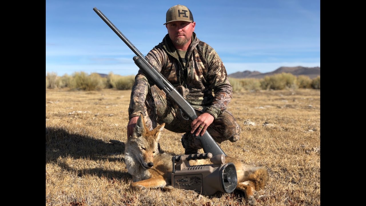 coyote calls coyote calls