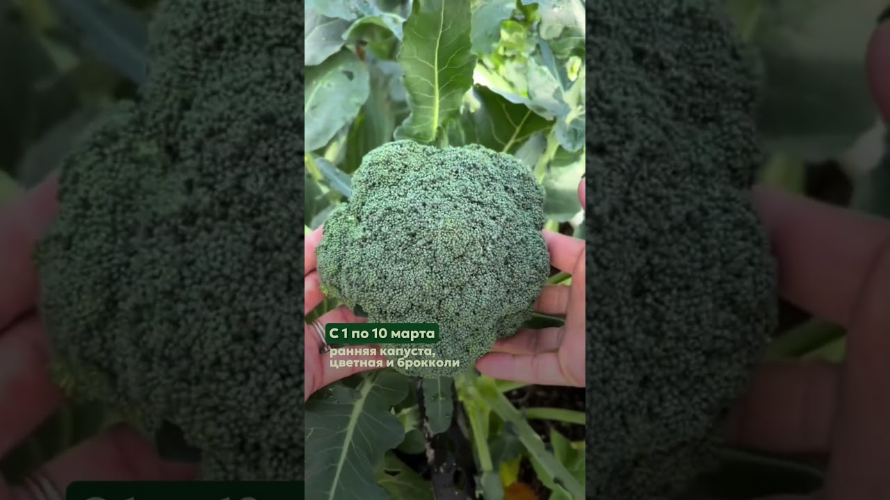 Что сажать в марте?