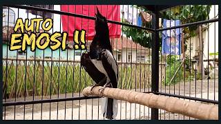 Suara Burung Kacer Bikin Lawan Emosi Gacor, Pancingan Kacer Agar Cepat Emosi Gacor