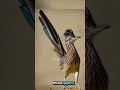 Roadrunner çöl mermi treni omurgalı kuş sıcakkanlı hayvan