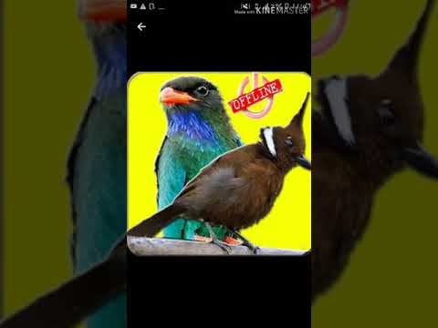 Suara Kilauan Burung Pleci Auri Youtube