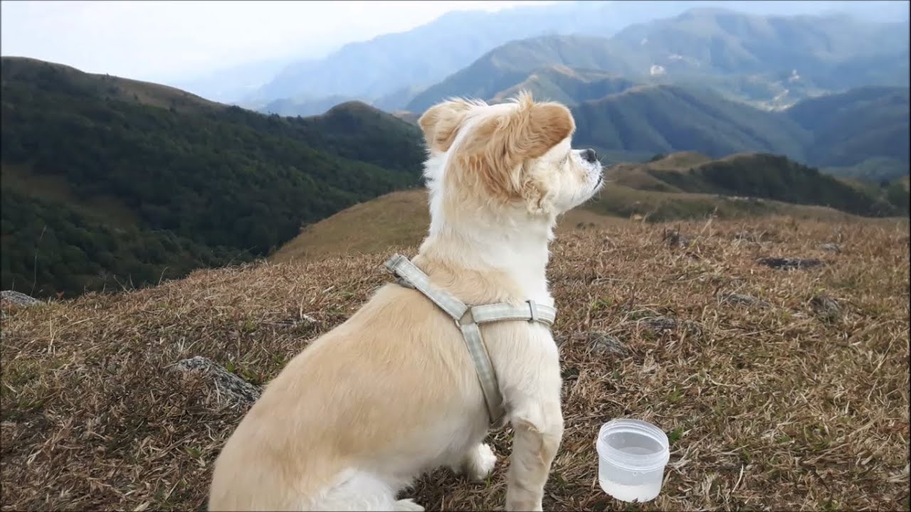 Minigo grimpe une montagne