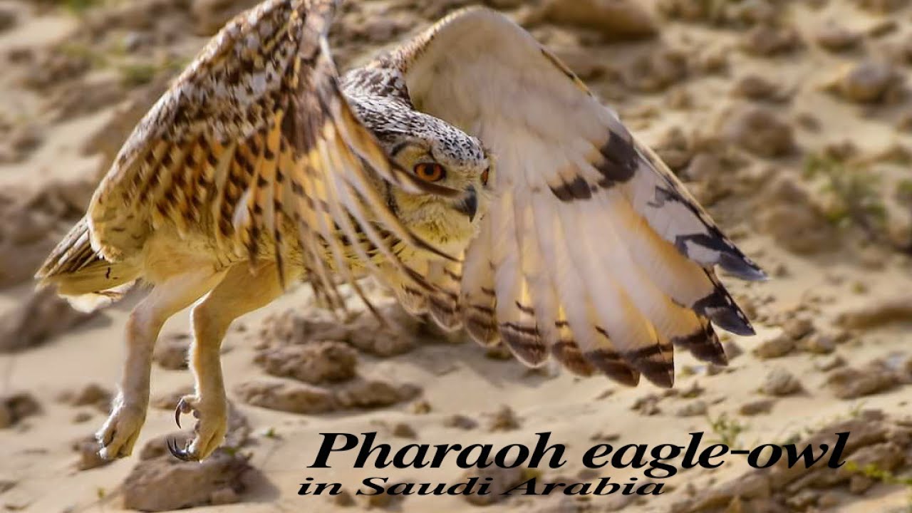 Pharaoh eagle-owl (Bubo ascalaphus) by Chris Cocuangco 