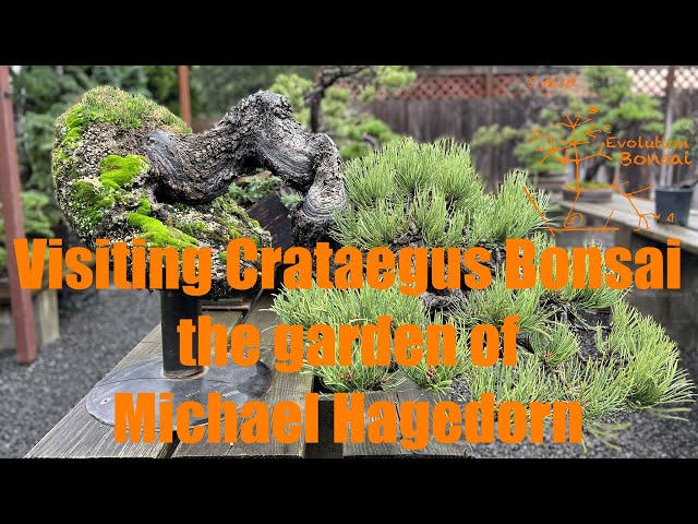 Visiting Crataegus Bonsai, the garden of Michael Hagedorn - YouTube