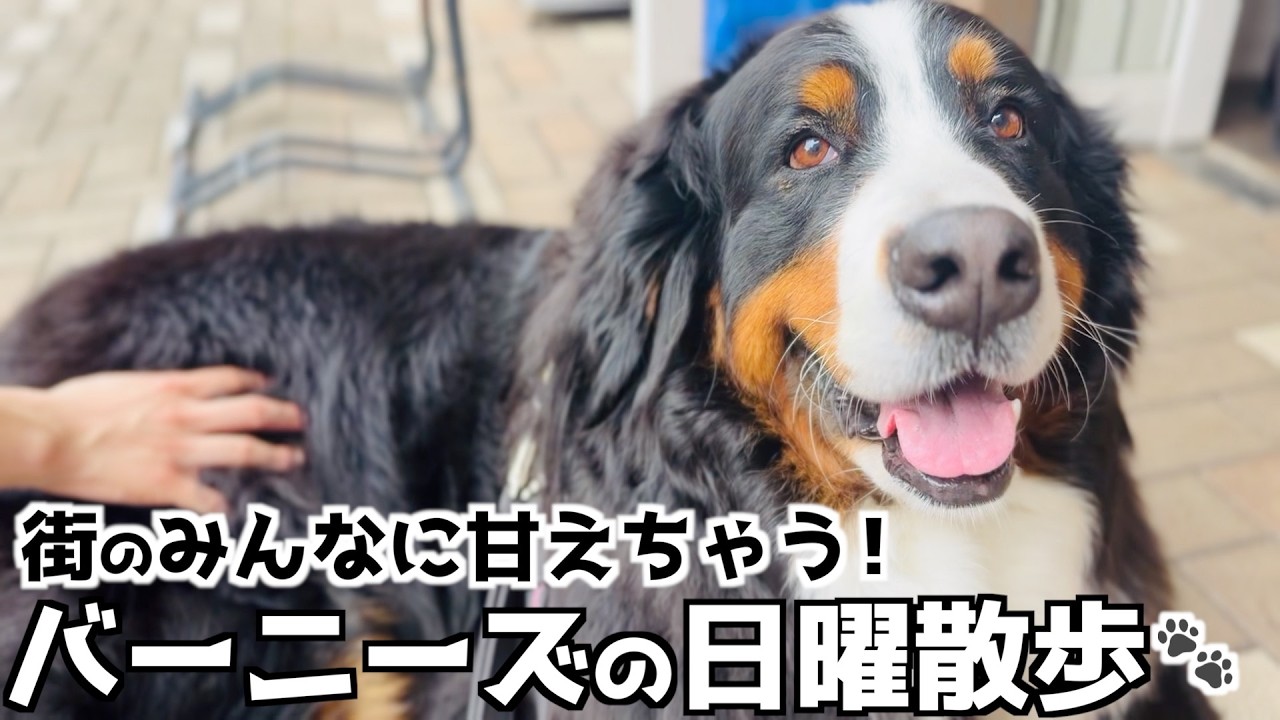 Sunday walk] Bernese Mountain Dog looking very happy after being