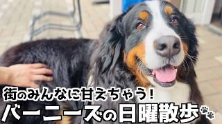 【日曜散歩】街の人にナデナデされてご満悦なバーニーズ🐾 帰宅後はご褒美タイム❗️