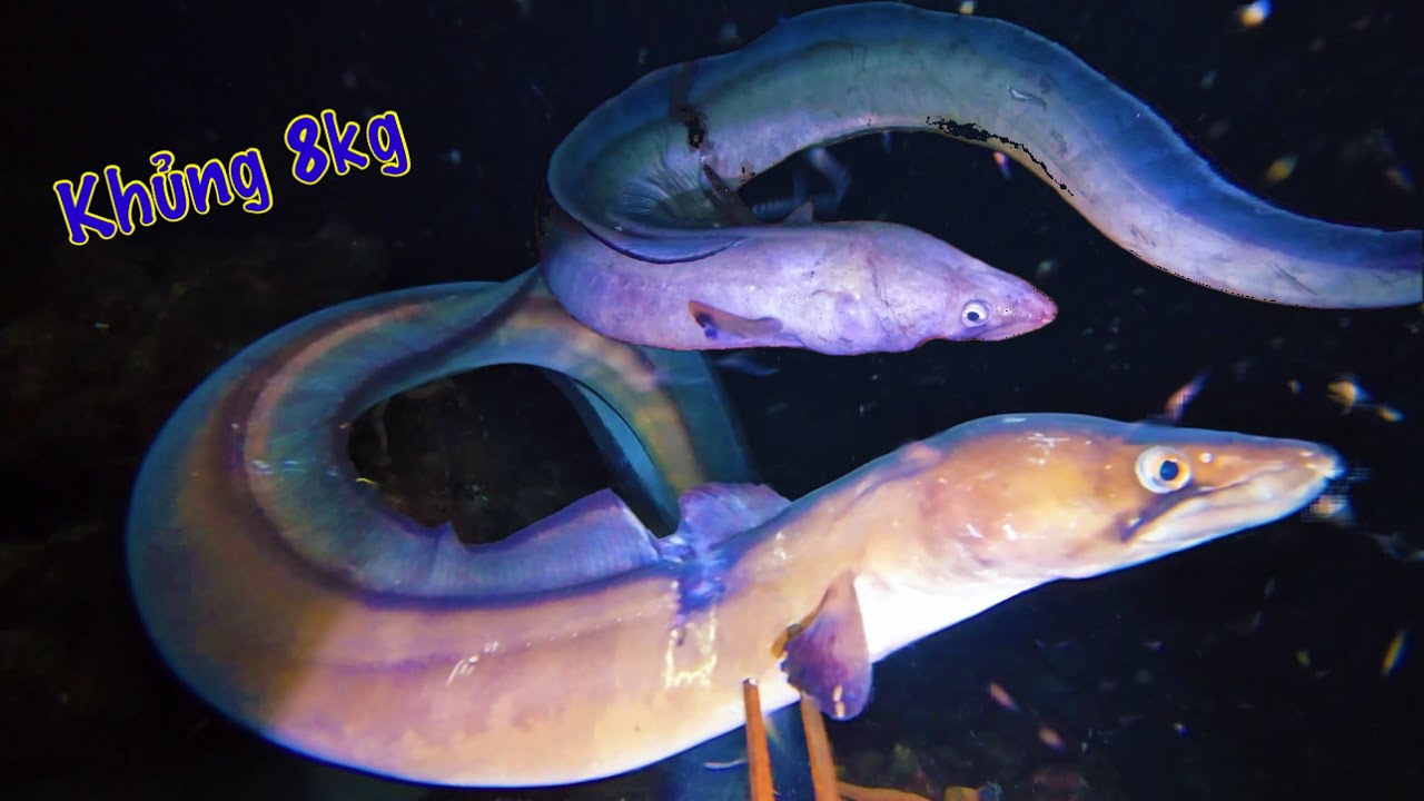 Khủng Khiếp 2 Con 8kg | Điểm Lặn Này Rất Nhiều Cá Rìa Bông - YouTube