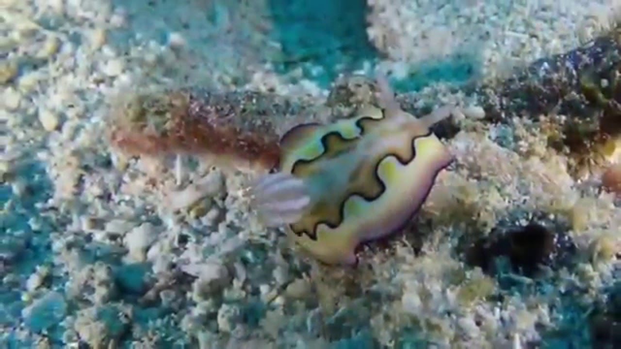 Papua New Guinea Coral Reefs II