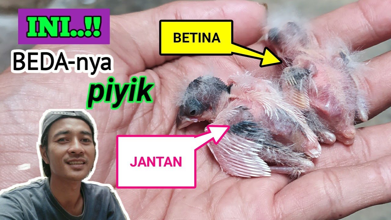 cara membedakan kenari jantan/Betina waktu Masih piyik/cindil
