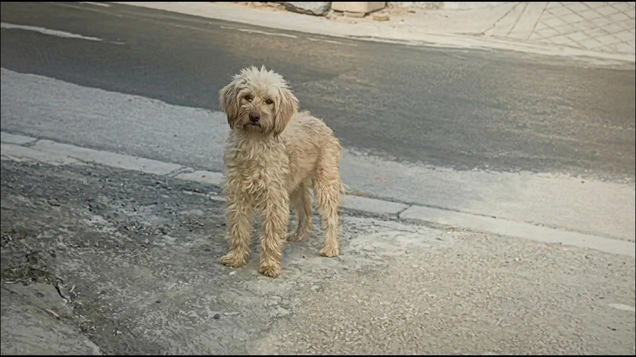 Бродячая Собака Не Пропускала Нас, Пока Мы Не Пошли За Ней..