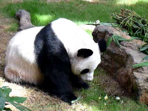 Have you seen Giant Panda eats egg?大熊貓吃雞蛋