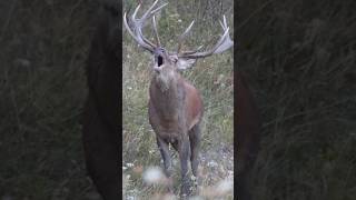 The King of the forest ?? hunt jagd jakt chasse polowanie rypo reddeer  redstag roar