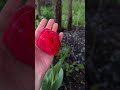Древний сорт тюльпана🌷 #тюльпан,#частныйдом,#Город,#Дача,#Земля,#Село,#Огород,#Дом,#село,#участок