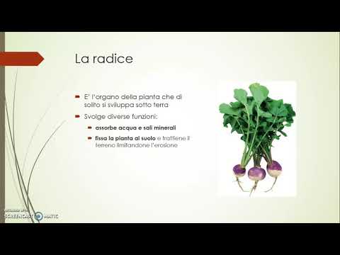 Video: Quale radice significa membrana?