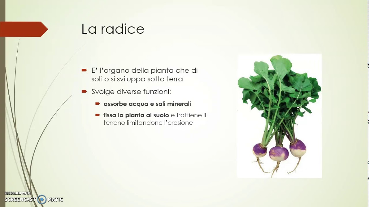 La radice di una pianta