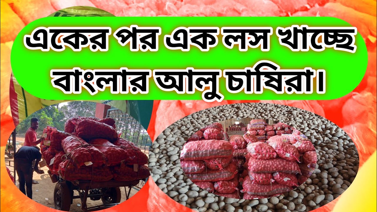 আজকের আলুর দাম today potato price in India , today potato price in West