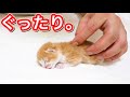 ミルクが飲めなくてグッタリする生後３日目の子猫。【保護猫】