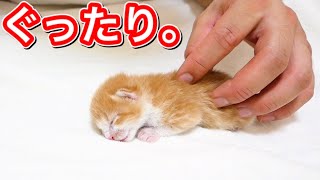 ミルクが飲めなくてグッタリする生後３日目の子猫。【保護猫】