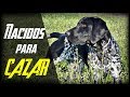 Como ADIESTRAR un CACHORRO de CAZA + ¡Nuevo Fichaje!