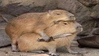 Reasons why you should adopt a capybara