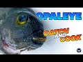 Spearfishing the mighty opaleye catch  cook