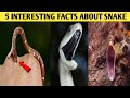 5 interesting facts about snake  saraj facts  shorts youtubeshorts snake