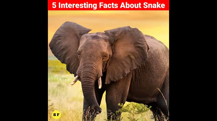 5 Interesting Facts About Snake | Saraj Facts | #shorts #youtubeshorts #snake