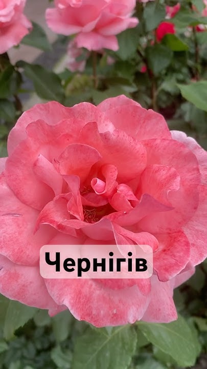 Резиденція святого миколая чернігів