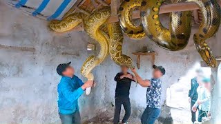 This Is Why You Should Never Separate Two Mating Snakes..!!