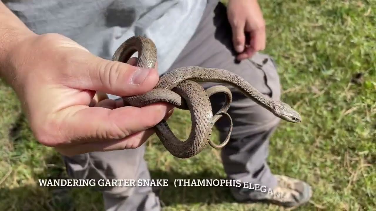 The Last Utah Herping Trip of 2022: Mountain Kingsnake