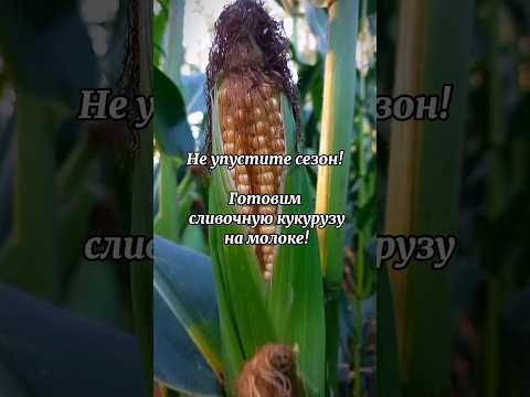 Настоящее ЛАКОМСТВО! Сливочная