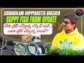 Guppy fish farm setupaquarium fish farm update  guppy fish farm  in andhrapradesh srikakulam