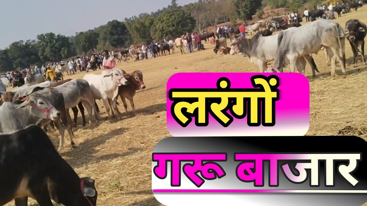 larango bazar | देहात बाजार | लरंगों बैल बाजार |  गरु बाजार