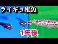 ライギョを稚魚から育てて1年が経ちました。