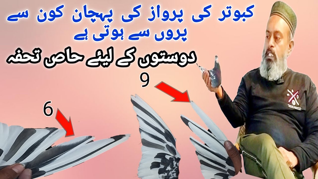 Achay kabootar ki Pehchan || ache parwazi kabootar ki pehchan || #india #pigeon #kabootar #pakistan