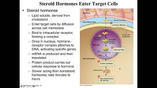 BIO 133   Chapter 13 The Endocrine System SC1
