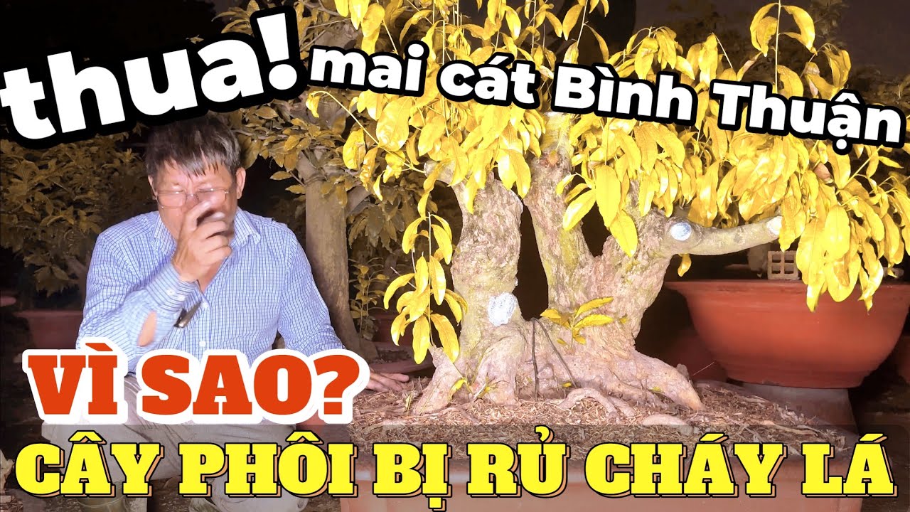 Cây phôi rũ cháy lá hàng loạt vì sao? Út Đực nói thẳng giống mai cát Bình Thuận đang gặp vấn đề lớn