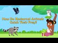 How Do Nocturnal Animals Catch Their Prey? | Animal Facts | Learn About Animals | Facts for Kids